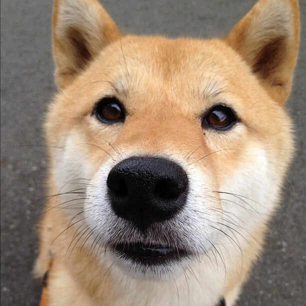 开云体育APP-独行侠压哨战胜步行者，季后赛首轮中东契奇砍下47分，独行侠感谢国王不选东契奇