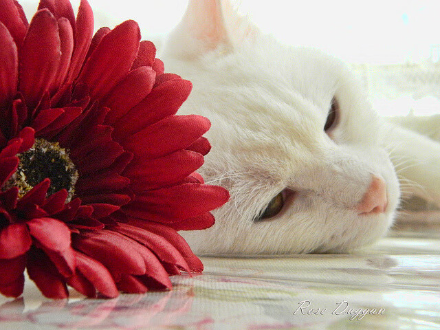 罗马城大比分胜利,晋级欧冠小组赛,罗马城大比分胜利,晋级欧冠小组赛了吗