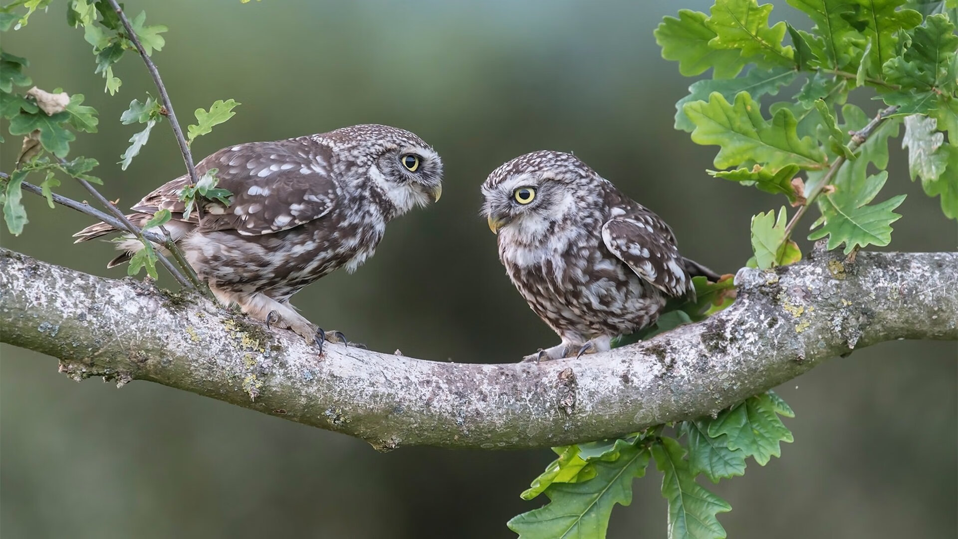 开云-美洲队签约新赞助商，提升品牌影响力，美洲联是什么比赛