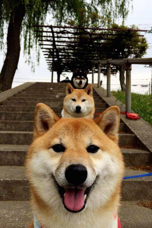 马赛历史首次逆转胜国际米兰,球迷沸腾,马赛主场球迷