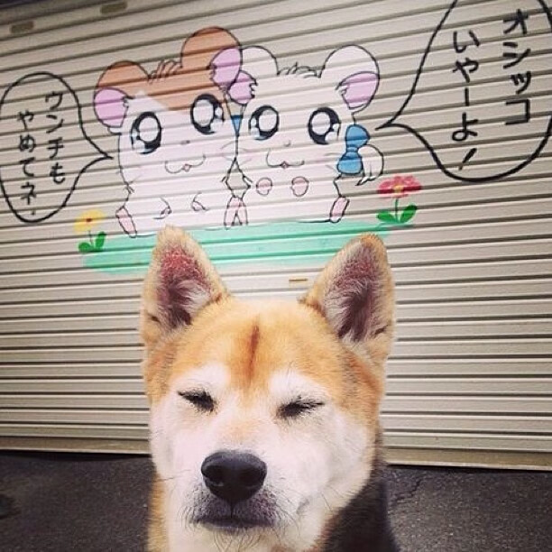 中国篮球教练员职业发展规划及培训体系优化,中国篮球教练员职业发展规划及培训体系优化研究