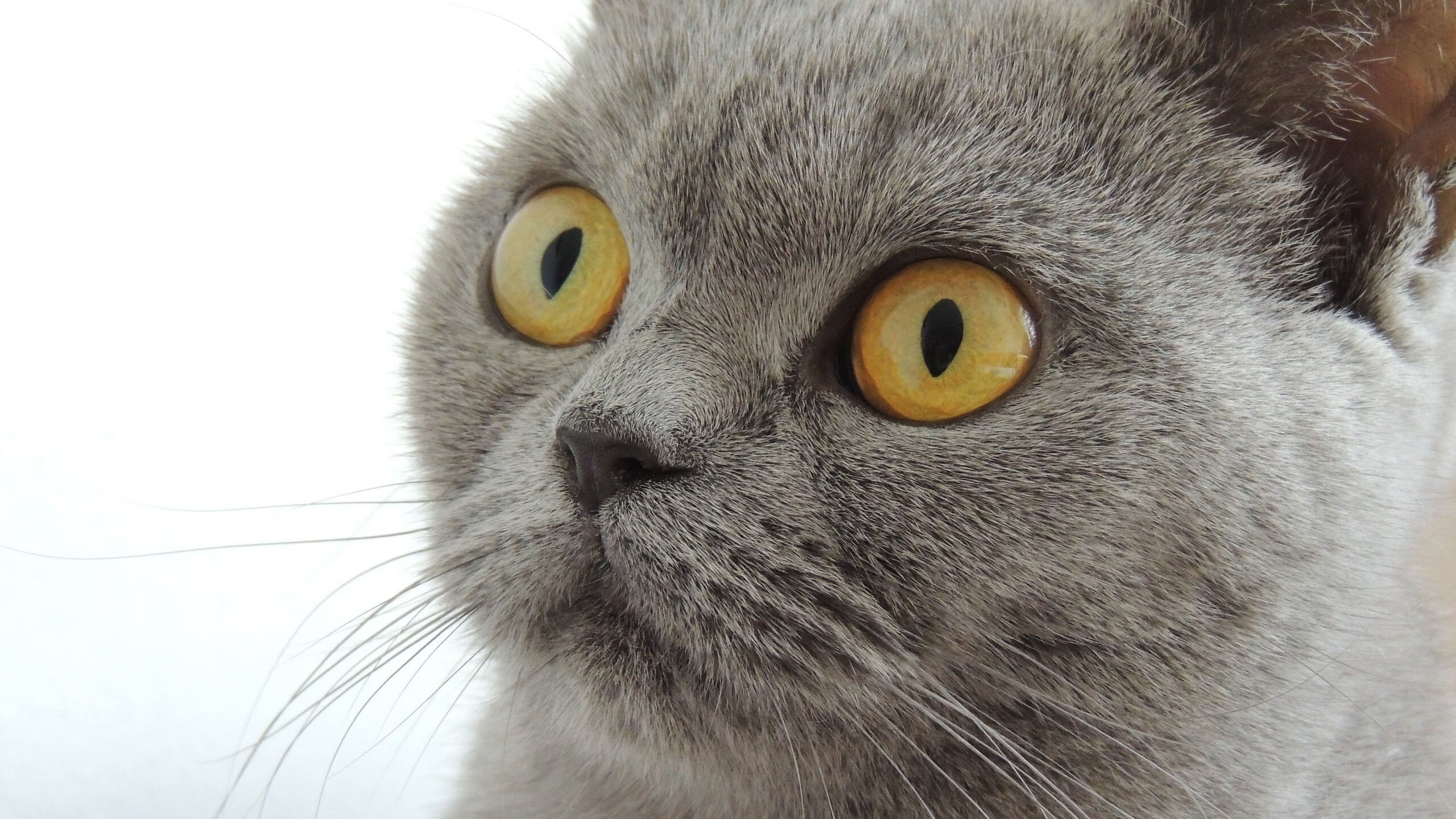 中国篮球联赛球队管理模式创新探索，篮球队管理系统