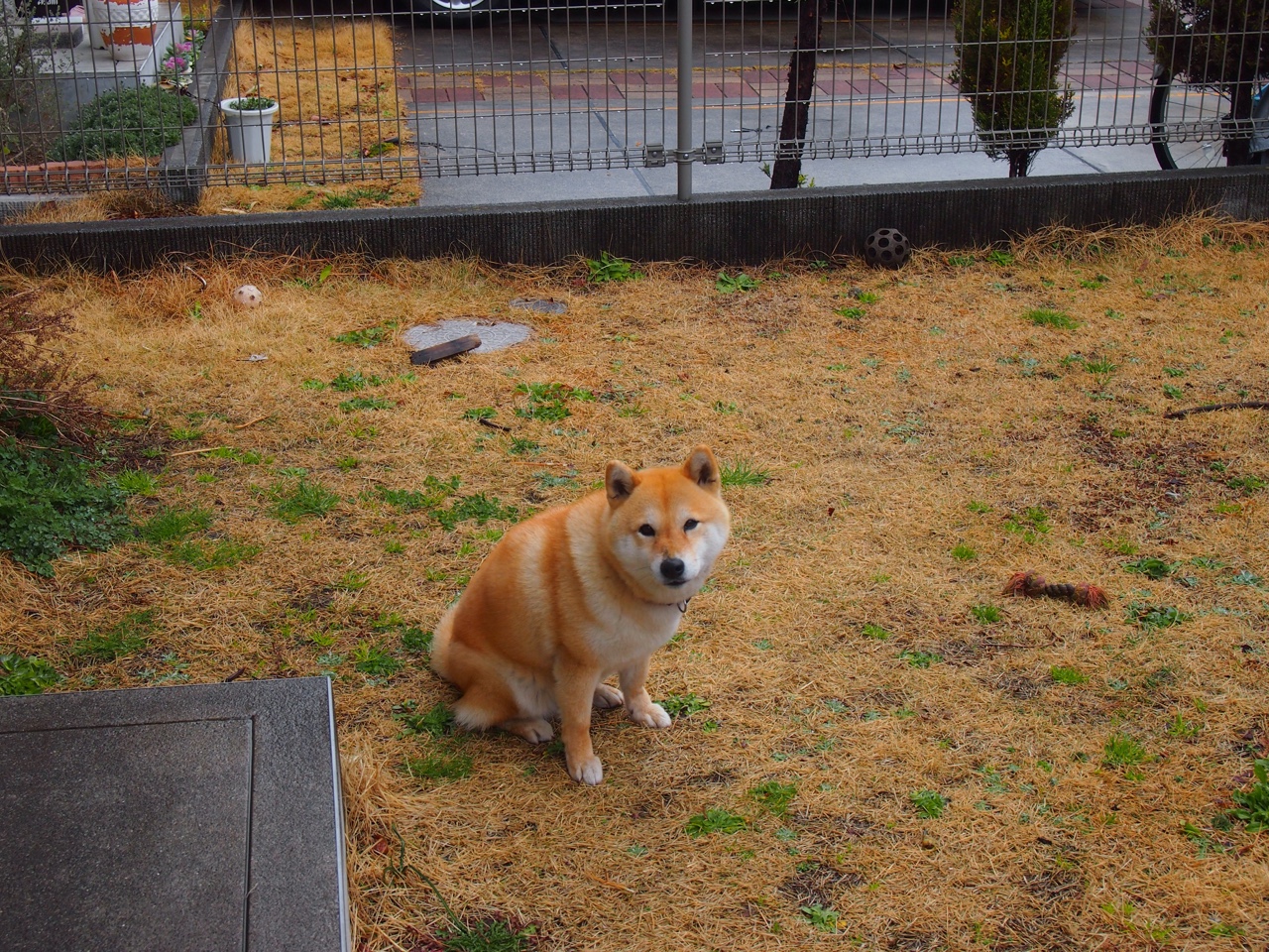 中国篮球联赛球队管理模式创新探索，篮球队管理系统