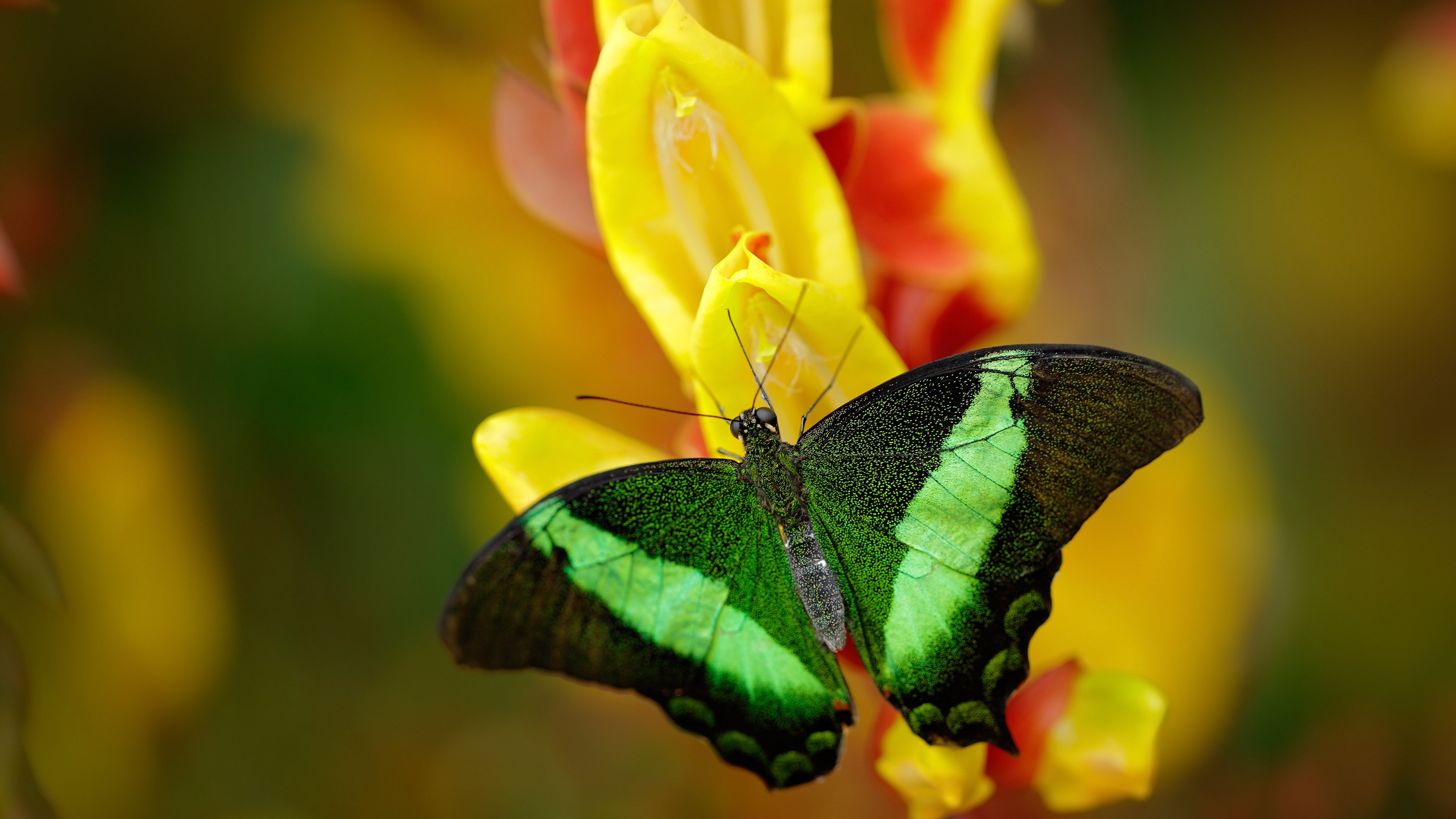 中国足球定位球战术触发次数分析,足球定位球战术包括哪些