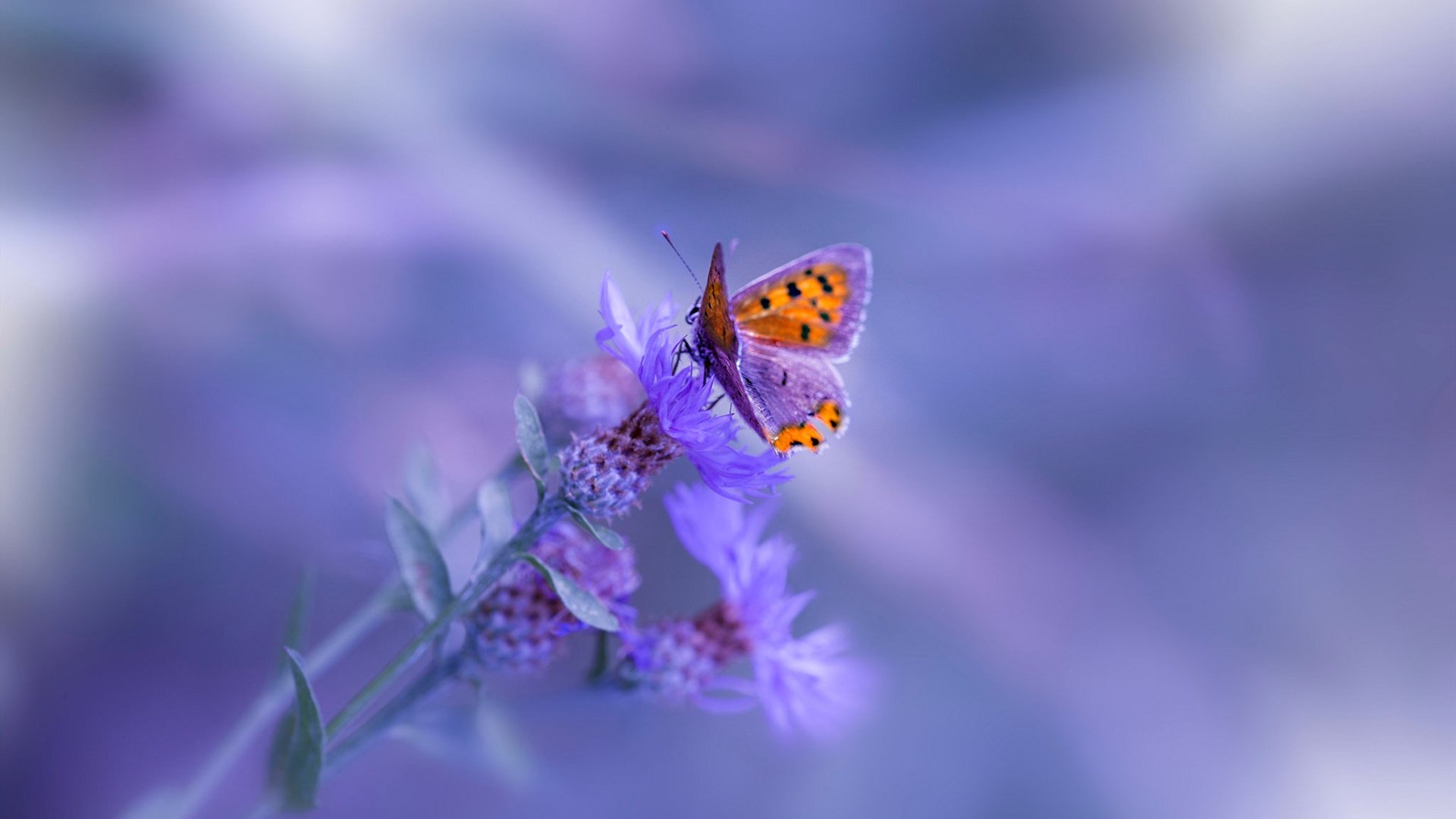 体育赛事数字化管理平台设计与开发，体育比赛系统