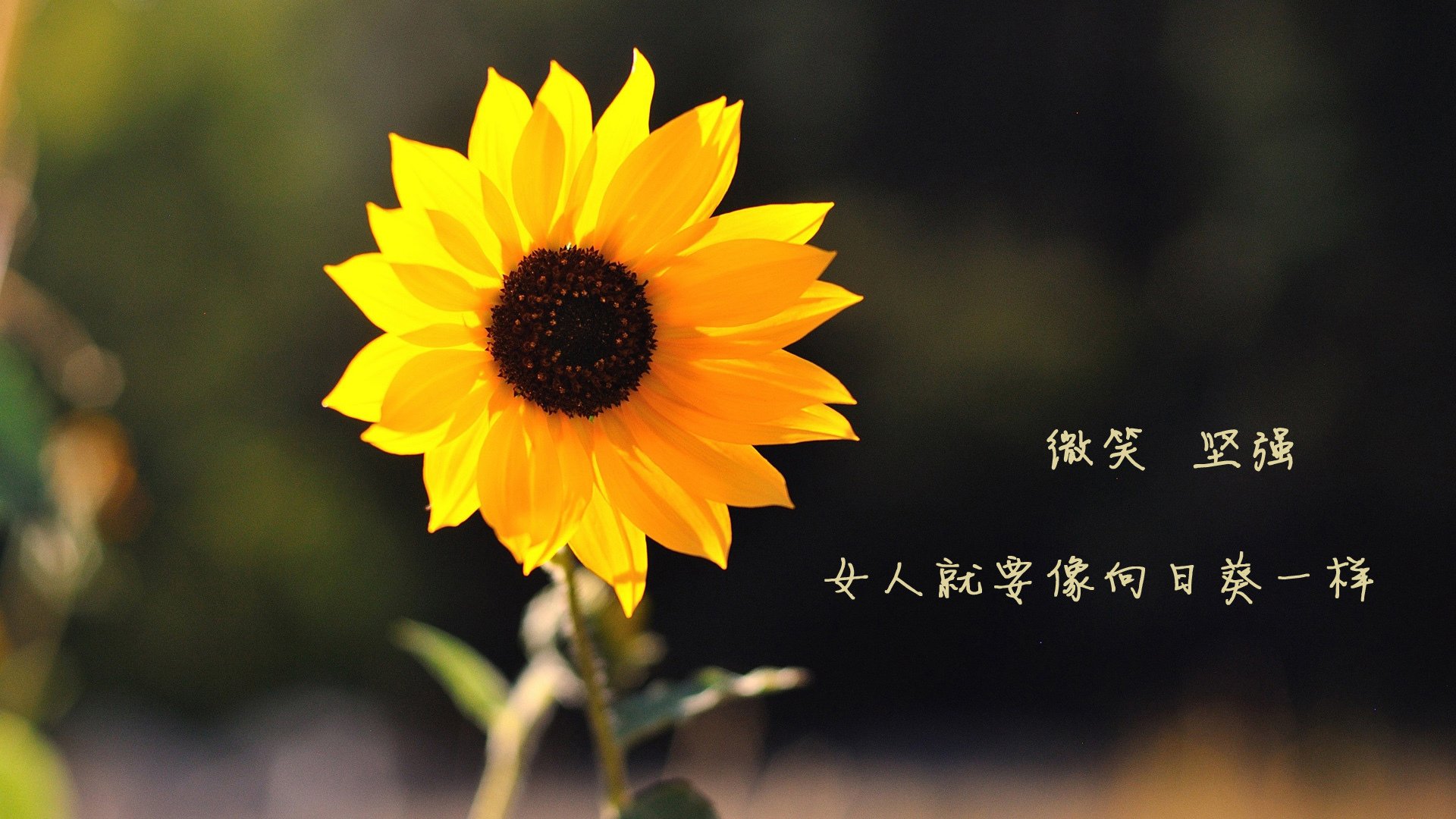 体育纪录片探索人物内心深度表达，体育类的纪录片