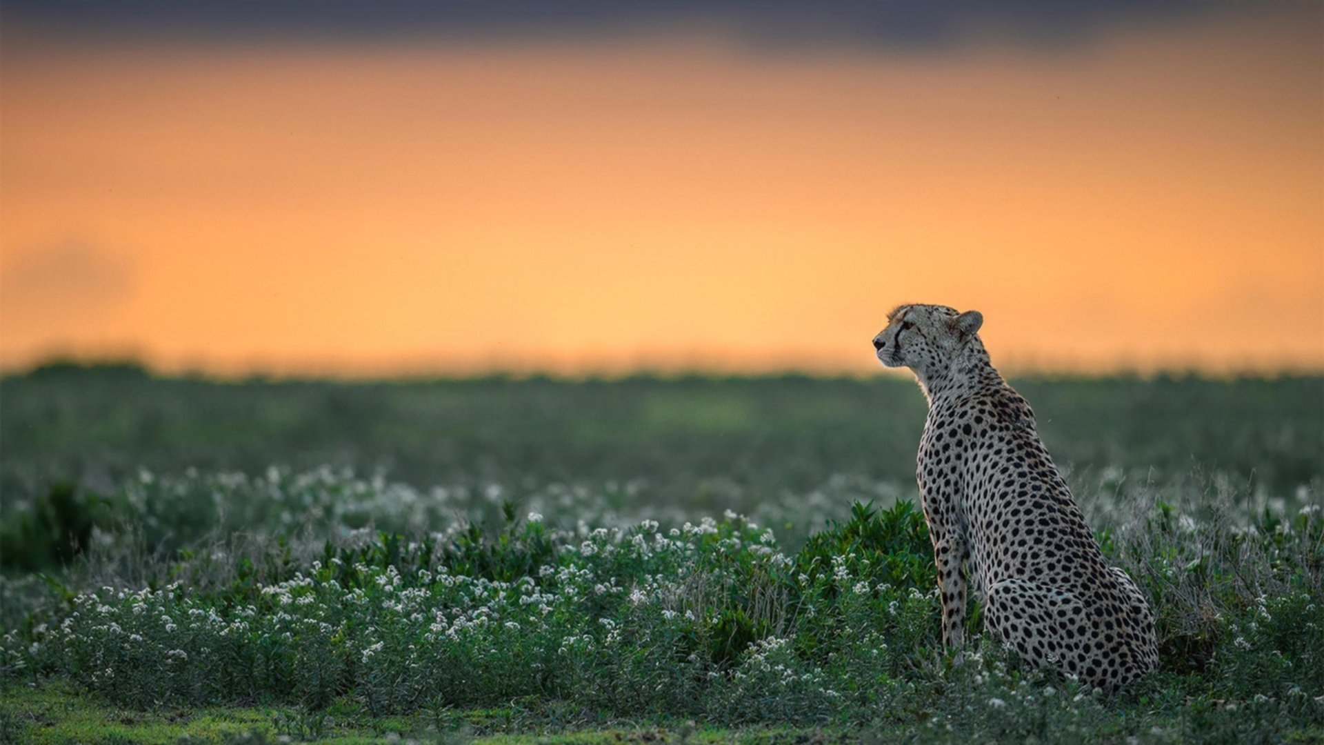 开云在线直播-足球媒体对战术内容传播力度不足，足球媒体对战术内容传播力度不足的研究