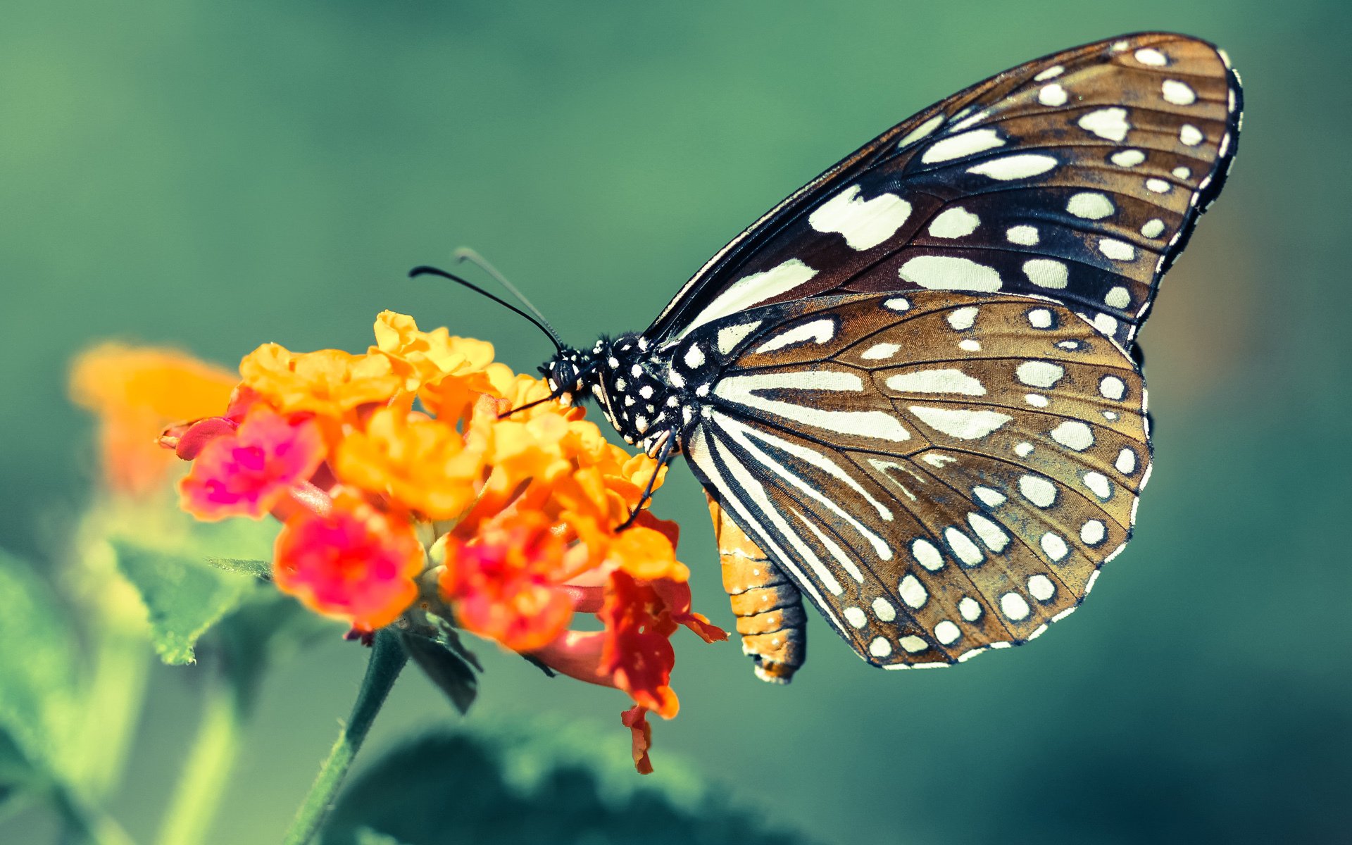 主帅接受专访分享执教理念谈及团队合作与精神建设，执教理念是什么