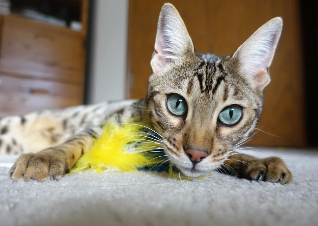 塞尔维亚女篮在欧洲锦标赛中表现出色,力争荣誉再创新高,塞尔维亚女篮欧锦赛冠军