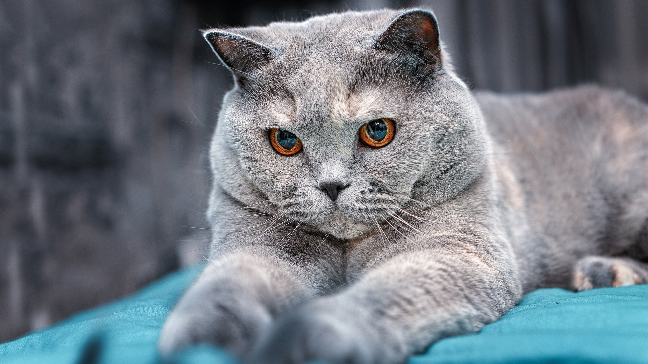 城市联赛试行多级晋升机制增强竞争性与荣誉感，城市赛算职业吗