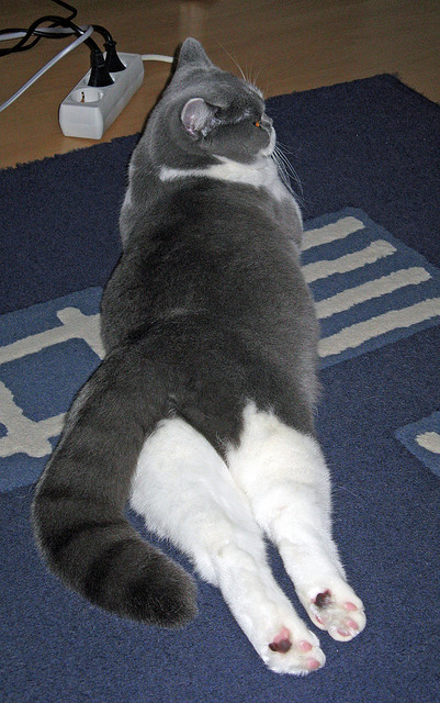 意甲快攻如风:瞬间爆发,令人震撼!,意甲速度榜