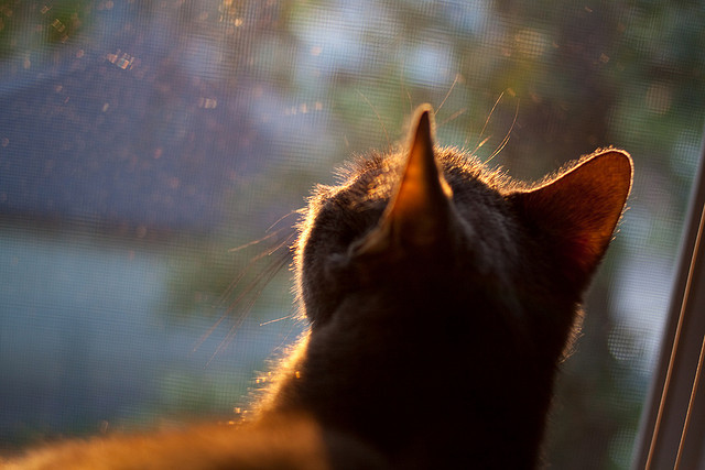 霍勒迪攻防一体成为雄鹿战术核心,霍勒迪22分雄鹿轻取开拓者