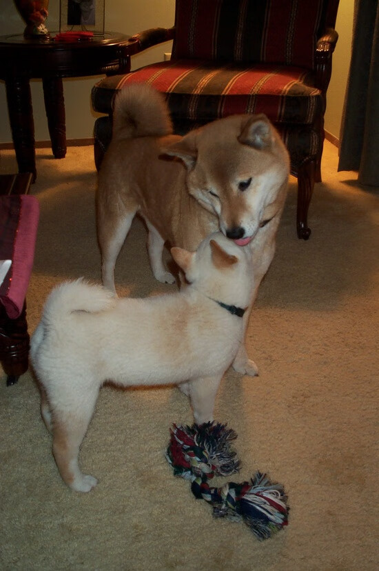 青训中心推广技术测试营标准化选拔优质苗子,青训师认证训练营